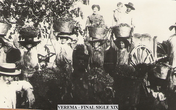 1895 Verema