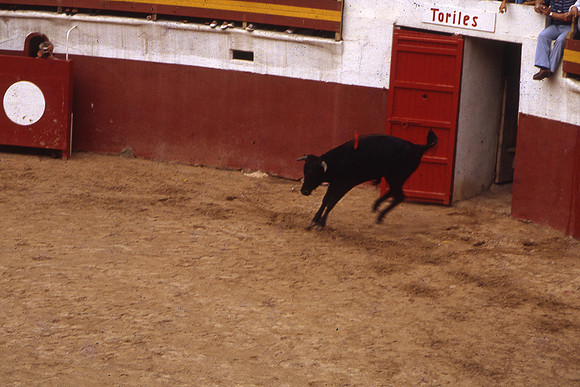 Toros-12