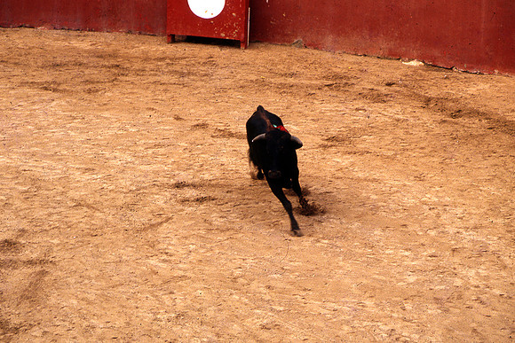 Toros
