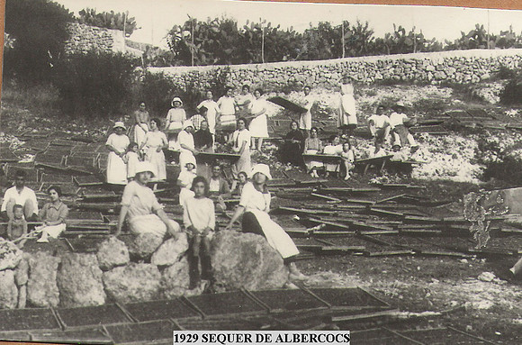 1929 Saquer de albarcocs