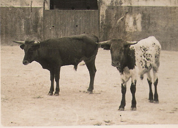 1930 Es mansos