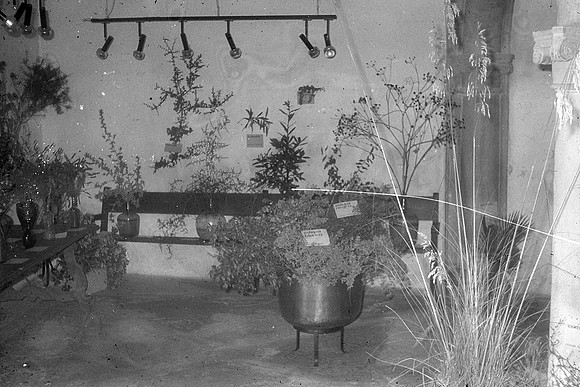 Plantes